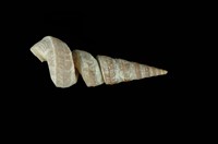 藏品(法戈錐螺)的圖片